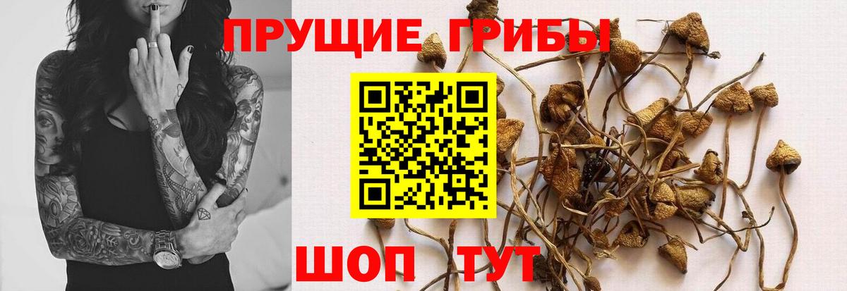 Малгобек  Псилоцибиновые грибы Magic Shrooms  Галлюциногенные грибы MAGIC MUSHROOMS  Вход с VPN 
